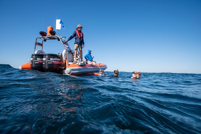 Snorkel With Turtles Gold Coast - Island Aquatic Reserve Exploration