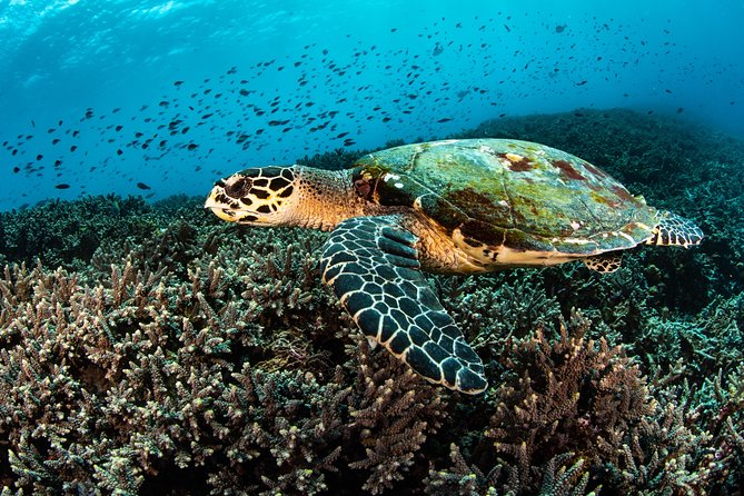 Snorkeling in Menjangan Marine Park - Discover Abundant Marine Life of Pemuteran - Equipment and Preparation Tips