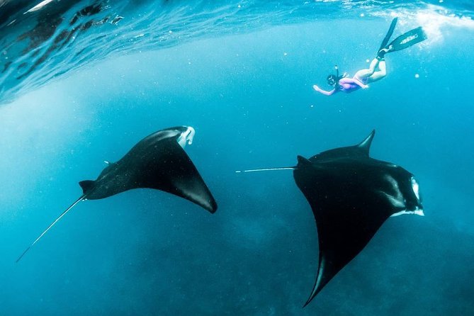 Snorkeling Manta Ray Safari in Nusa Penida - Cancellation Policy and Options