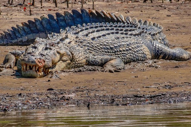 Solar Whisper Daintree River Crocodile and Wildlife Cruise - Additional Information