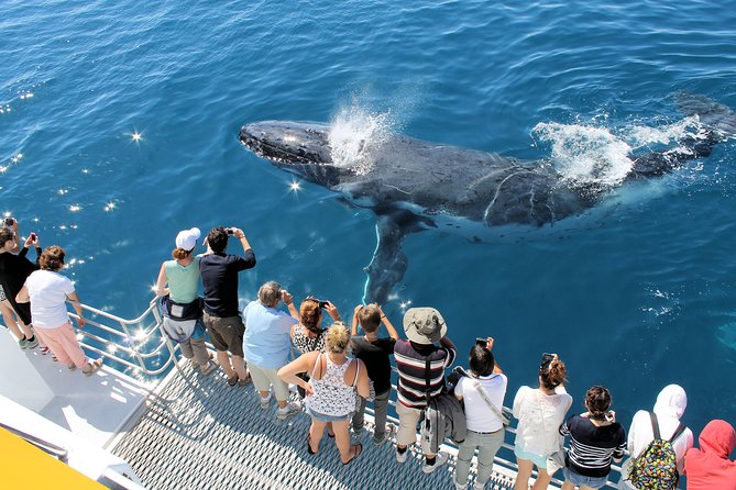 Spirit of Hervey Bay Whale Watching Cruise - Customer Experience
