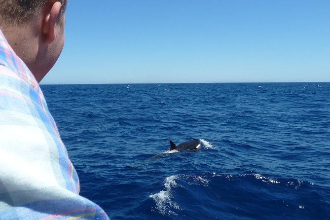 Spot Killer Whales in the Wild: Albany to Bremer Bay Day Tour - Expert Guided Commentary