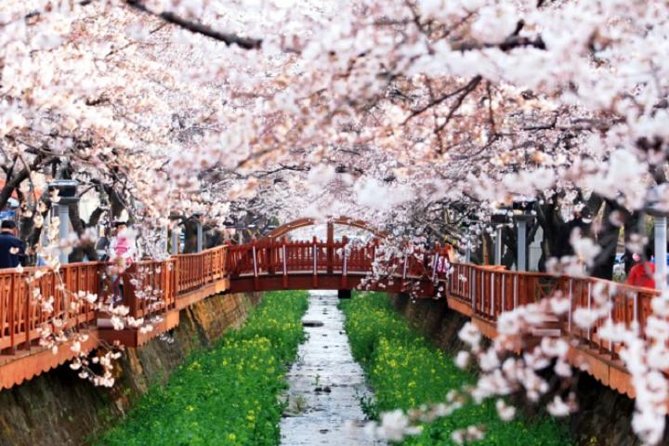 Spring 5 Days Cherry Blossom Jeju&Busan&Jinhae&Gyeongju on 31 Mar to 10 Apr - Contact Information and Arrangements