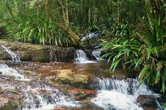 Springbrook National Park Shared Waterfalls Tour  - Surfers Paradise - Cancellation Policy