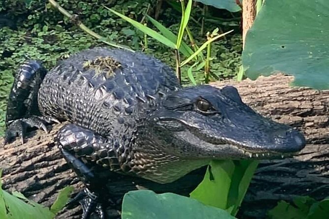 St. Johns River Airboat Safari  - St Augustine - Customer Reviews