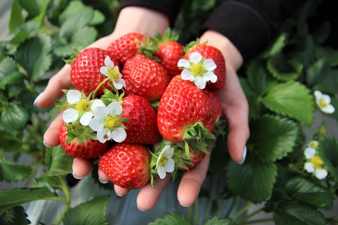 Strawberry & Eobi Valley Tour With Nami Island or Sled Option - Tour Highlights