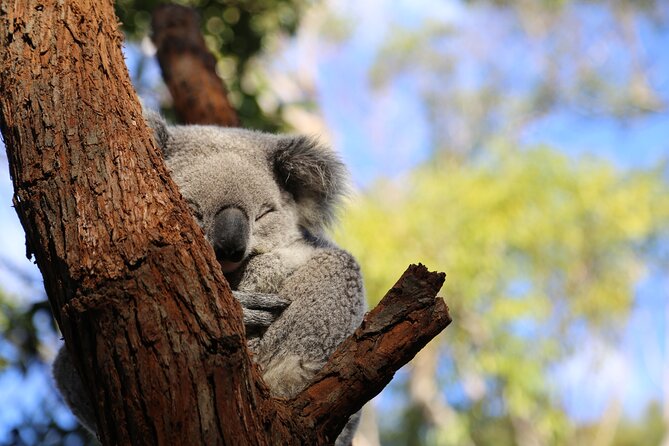 Stray Australia: 8 Day Sydney to Brisbane Koala Tour - Day 3: Thredbo Snow Tour