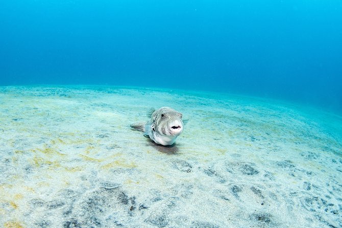 Sun Fish/ Mola Mola Nusa Penida Scuba Diving Trip - Dive Experience Details