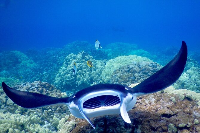 Sunset and Manta Ray Snorkel Adventure - Cancellation Policy