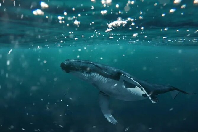 Swim With Whales in Gold Coast - Common questions