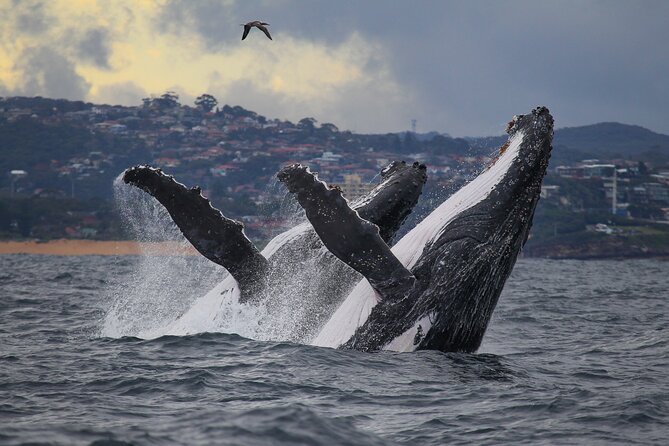 Sydney Circular Quay or Darling Harbour Whale-Watching Cruise - Booking and Refund Policy