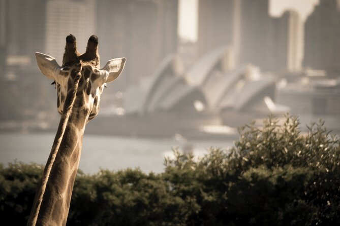 Sydney Harbour Hop on Hop off Cruise With Taronga Zoo Entry - Value for Money and Pricing