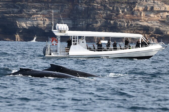 Sydney Whale-Watching by Speed Boat - Wildlife Encounter