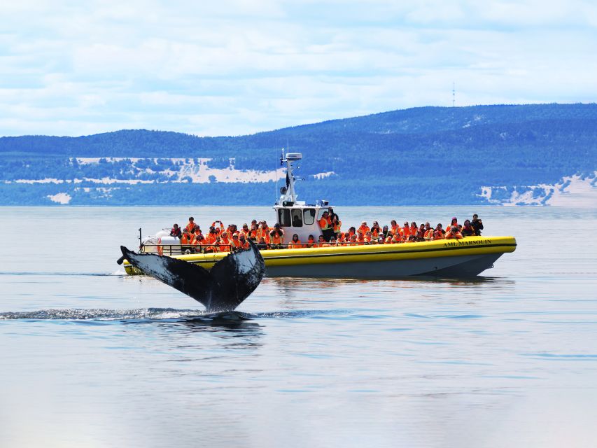 Tadoussac/Baie-Ste-Catherine: Whale Watch Zodiac Boat Tour - Locations and Drop-off Points