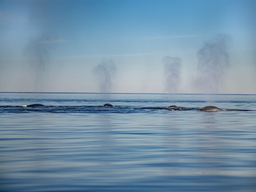 Tadoussac or Baie-Sainte-Catherine: Whale Watching Boat Tour - Full Tour Description