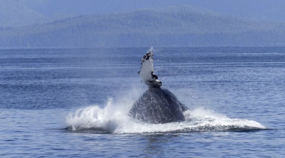 Tadoussac: VIP Lounge or Upper Deck Whale Watching Cruise - Review Summary