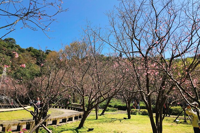 Taipei Cherry Blossom Day Tour - Weather Preparedness