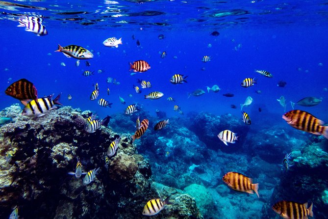 Taiwan Green Island Friendly Snorkeling Experience - Family-Friendly Snorkeling Packages