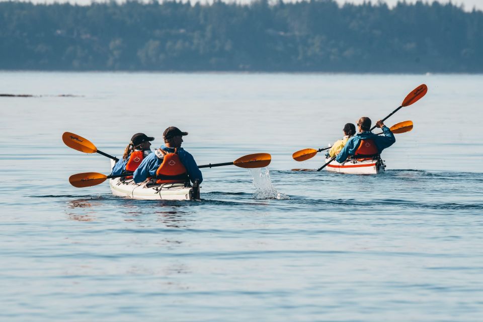Telegraph Cove: Day Trip Kayaking Tour - Tour Experience