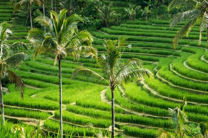 The Amazing Bali: Batur Volcano-Water Temple- Rice Terraces - Rice Terraces: Natures Artistry