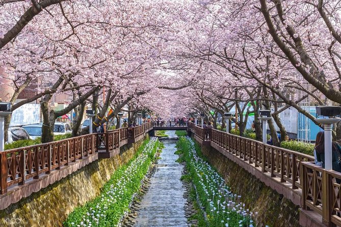 The Beauty of the Korea Cherry Blossom Discover 11days 10nights - Cultural Experiences to Enjoy