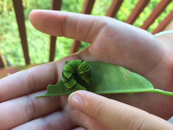 The Maui Butterfly Farm Tour! - Customer Experiences