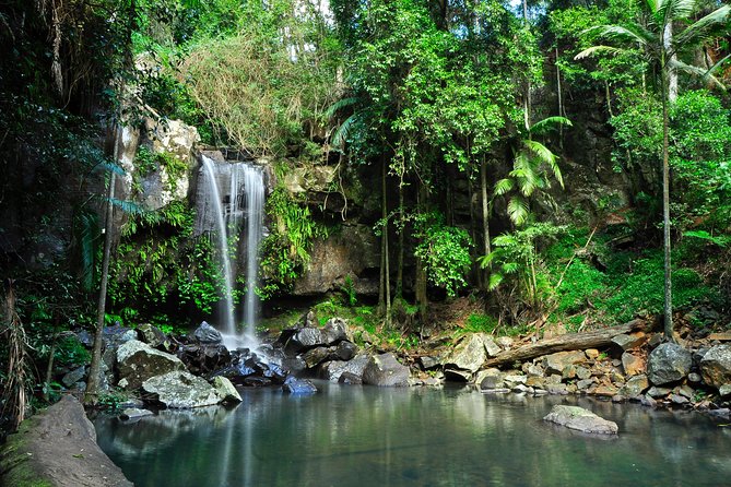 The Tastes of Tamborine Mountain - Coffee and Tea Sampling