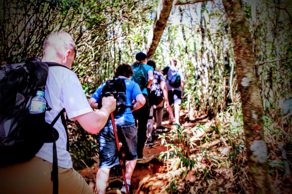 Tijuca Forest: Adventure & History Half-Day Hike - Hiking Experience Details