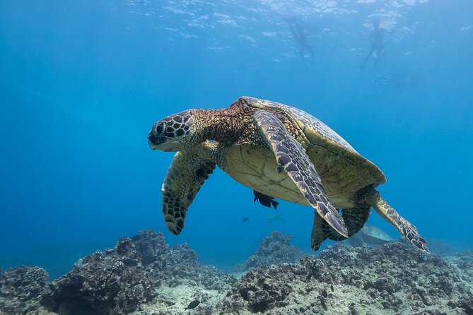 Turtle Canyon Waikiki Snorkel Adventure - Cancellation Policy