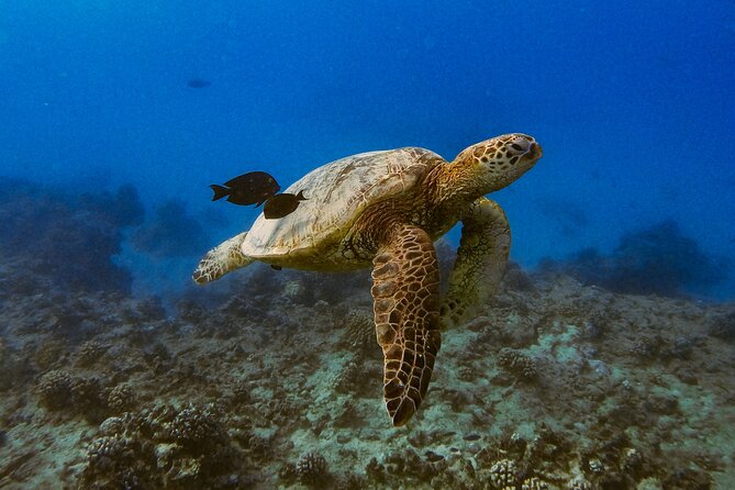 Turtle Canyons Snorkel From Waikiki (Semi Private Boat Tour) - Cancellation Policy