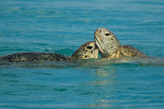 Turtle Discovery & Great Sandy Marine Park Adventure - Pricing Details