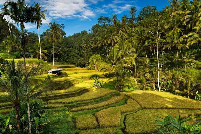 Ubud City Tour II: Monkey Forest, Palace, Art Market, and Rice Terrace - Traveler Engagement and Reviews