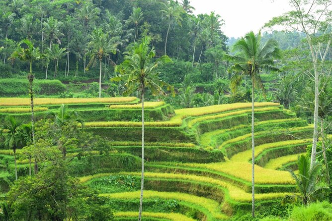 Ubud Private Highlights Tour With Lunch and In-Car Wi-Fi  - Kuta - Pick-Up and Drop-Off Details
