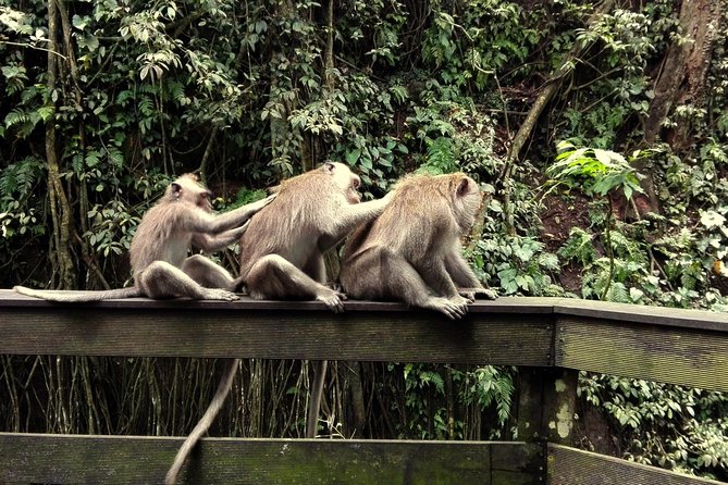 Ubud Surounding Tour - Sacred Monkey Forest Visit