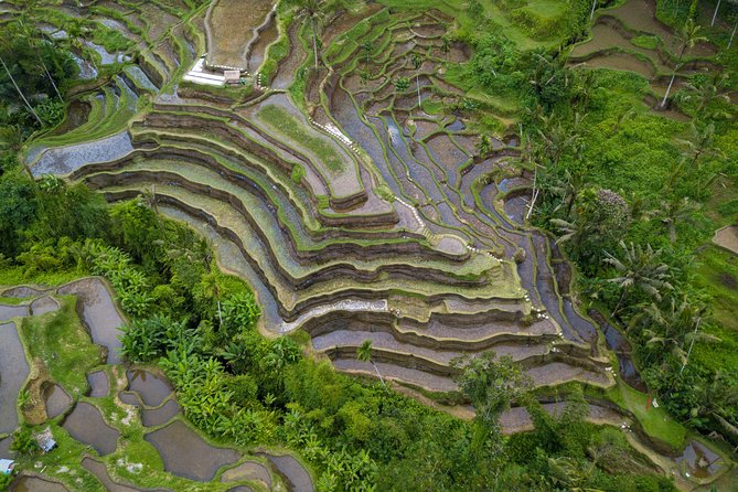 Ubud White Water Rafting, Rice Terrace and Jungle Swing - Marvel at Tegallalang Rice Terrace