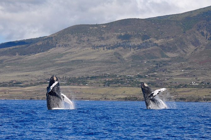 Ultimate 2 Hour Small Group Whale Watch Tour - Customer Reviews