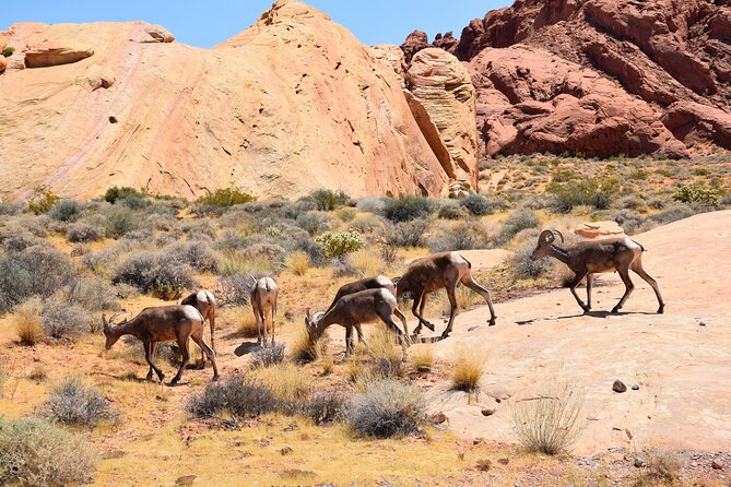 Valley of Fire and Lost City Museum Tour From Las Vegas - Tour Guides and Guest Services