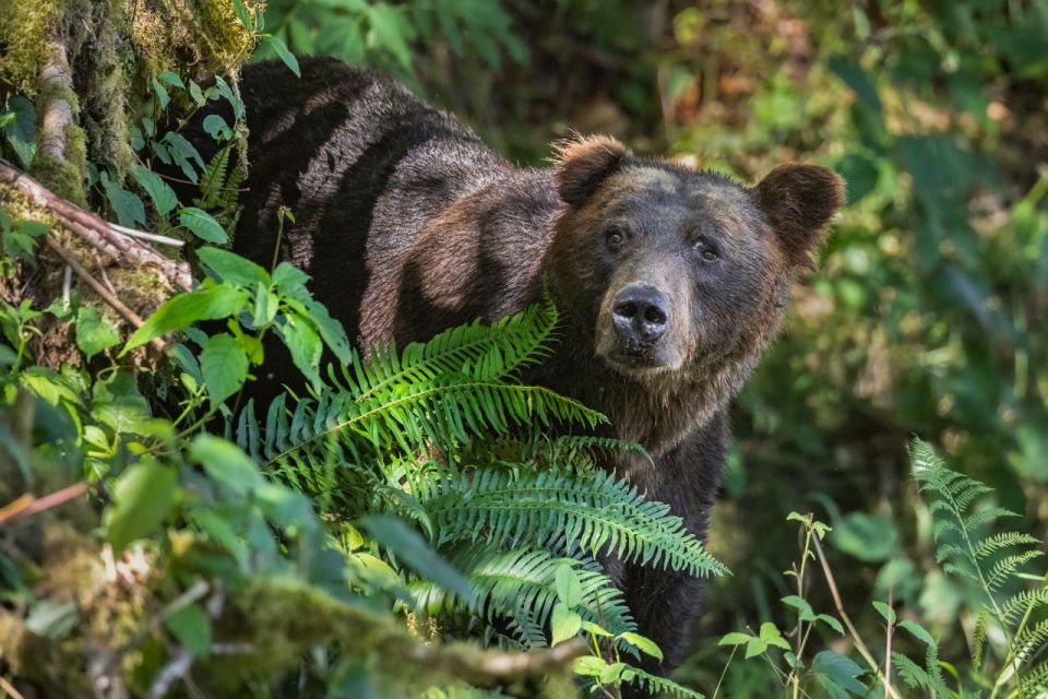 Vancouver Island: Full-Day Grizzly Bear Tour at Toba Inlet - Review Summary
