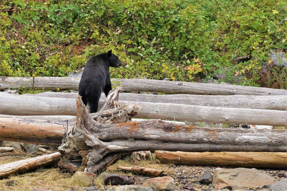 Vancouver Island: Spring Bears and Whales Full-Day Tour - Experience Highlights