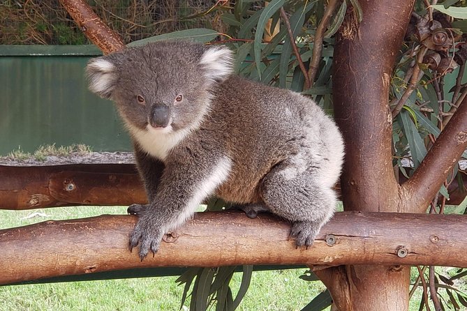 Very Best of Perth Tour - Wildlife Park & City Highlights Tour - Reviews