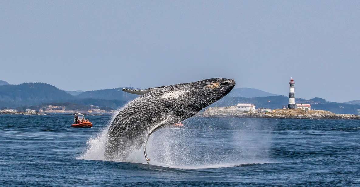 Victoria: 3-Hour Zodiac Whale-Watching Tour - Experience Highlights