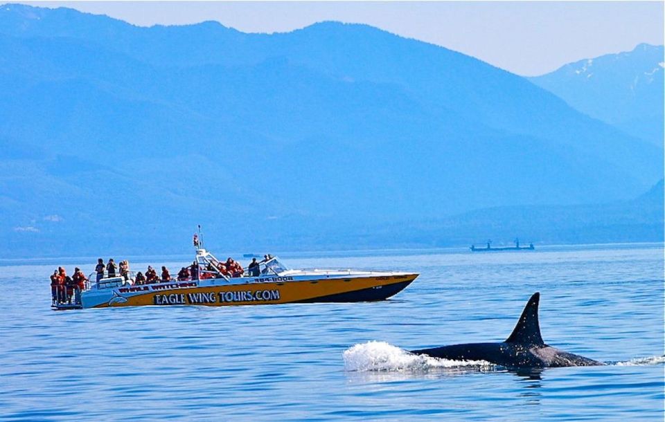 Victoria: Morning Whale-Watching Tour in Scarab Boat - Wildlife Encounters
