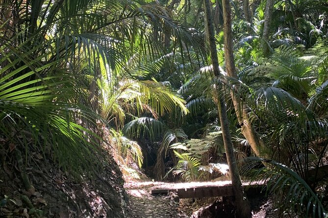 Waiheke Island Private Bush and Beach Walk - Local Flora and Fauna