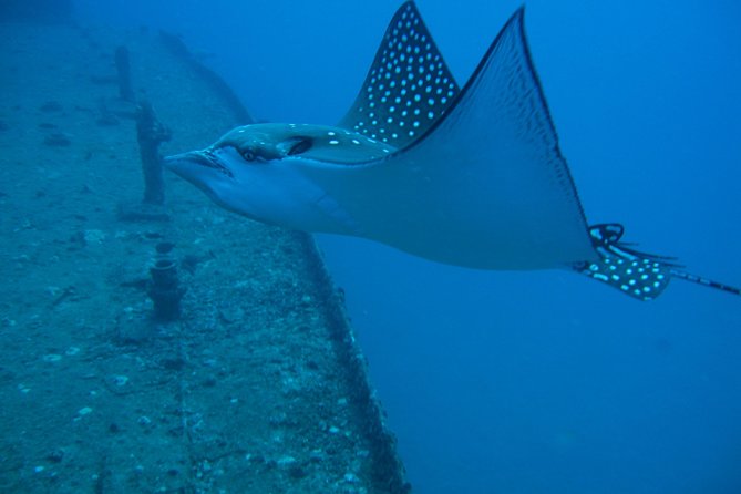 Waikiki 2 Tank World Class Wreck SCUBA Diving - Certified Only - Pre-Dive Health and Safety Information