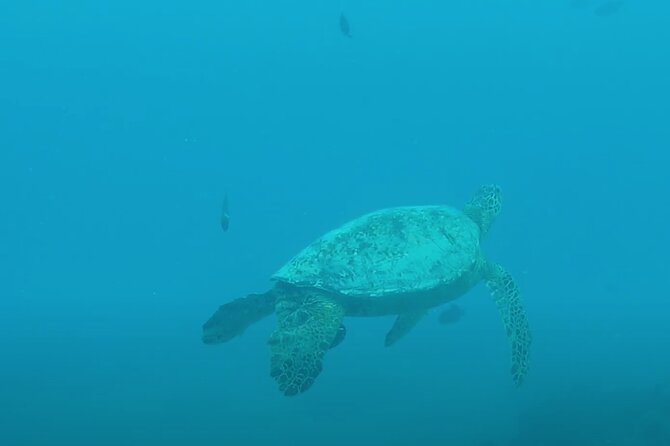 Waikiki Snorkel Tour - Itinerary Overview