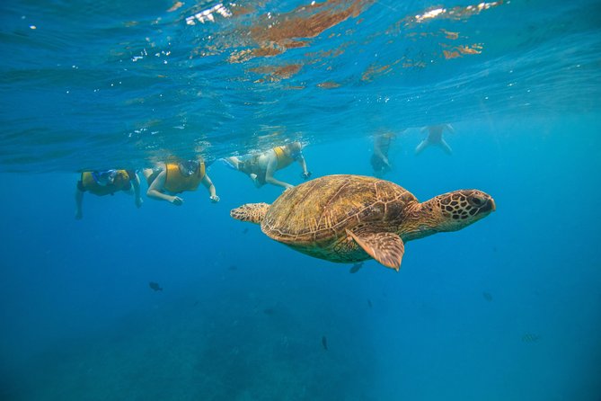 Waikiki: Turtle Canyon Snorkeling Tour From Honolulu  - Oahu - Experience Expectations and Logistics