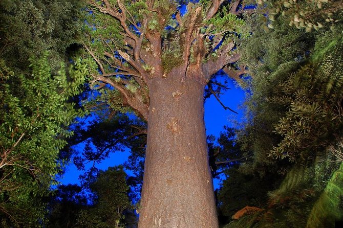 Waipoua Forest: Twilight Encounter - Maori Cultural Eco Night Tour - Meeting and Pickup Details