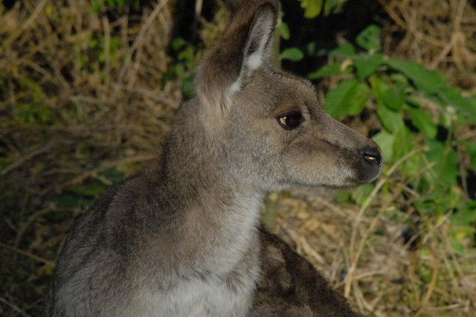 Walking With Wild Kangaroos Private Half-Day Trip From Sydney - Customer Experiences