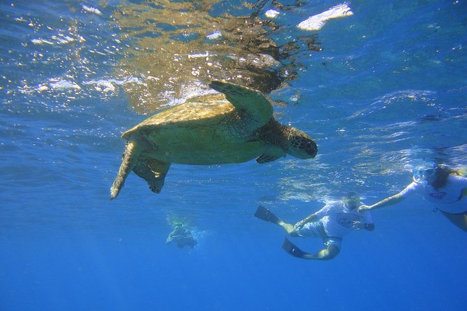 West Maui Snorkeling Experience by Boat From Kaanapali - Highlights