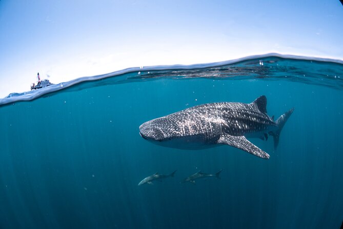 Whale Shark Safari - Sum Up